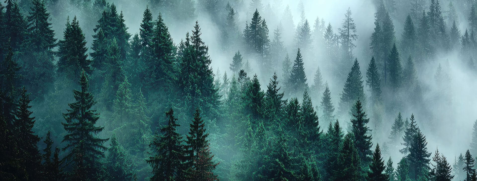 Big trees in smoke bg image