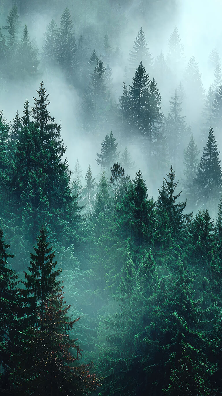 Big trees in smoke bg sm image
