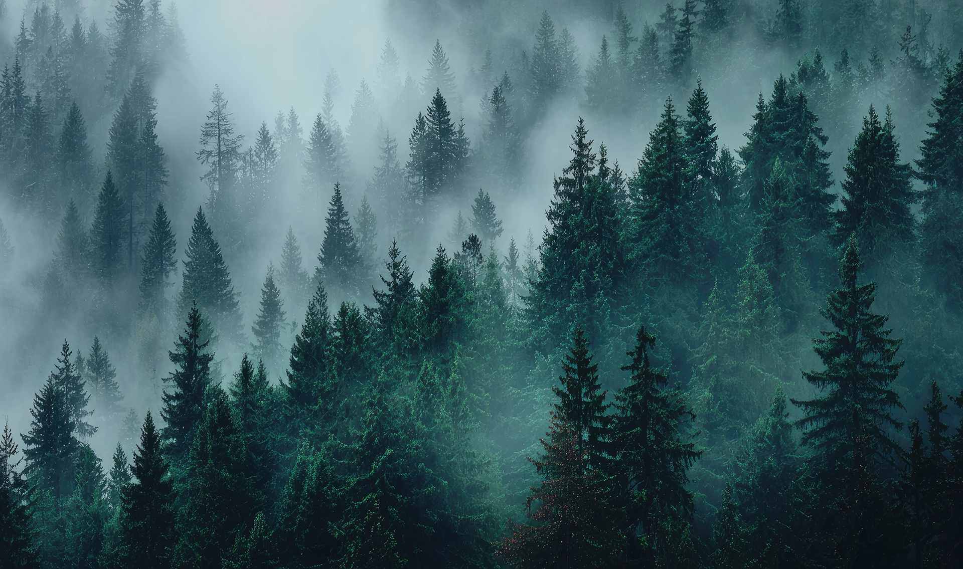 Dense florest canada