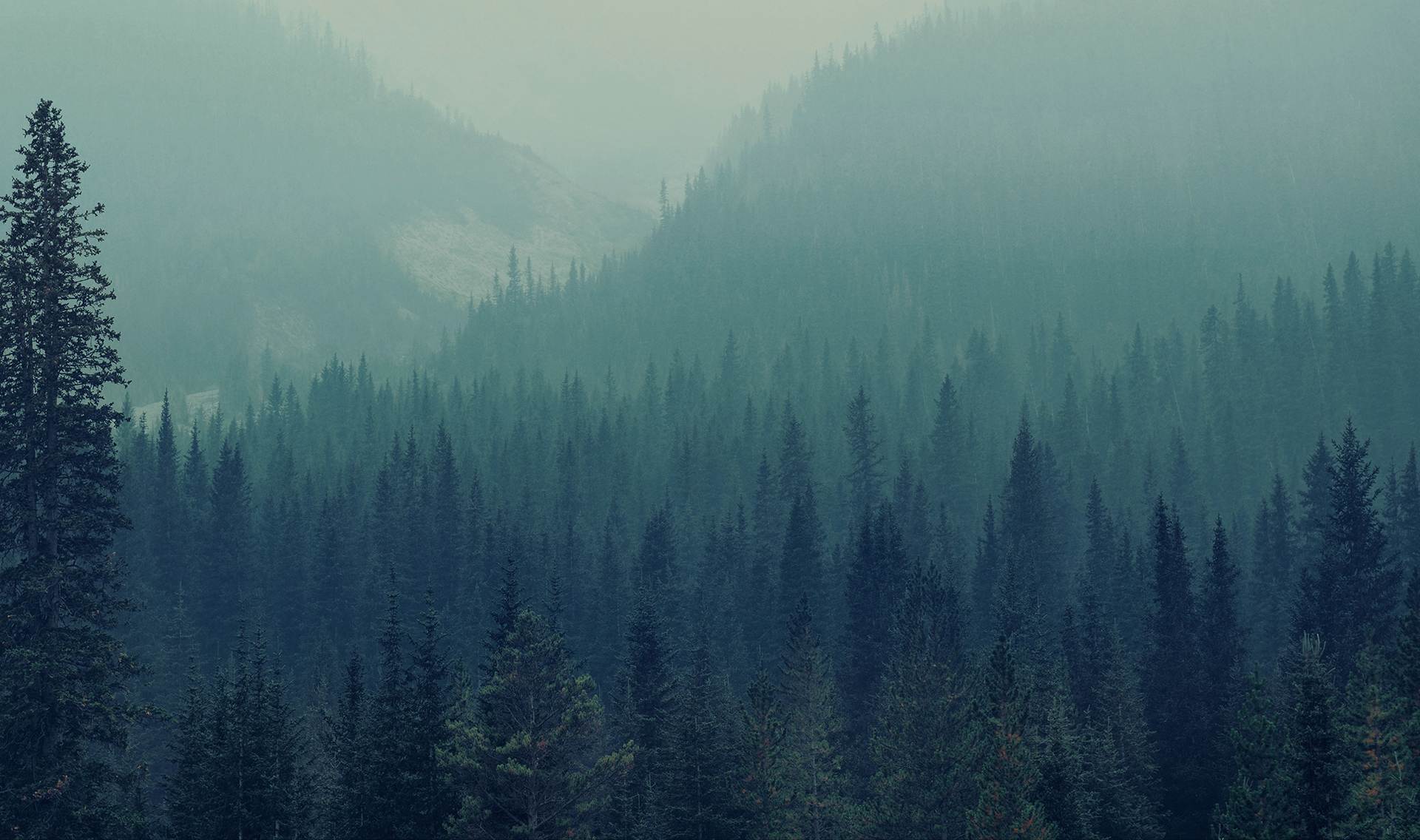 Forest canada
